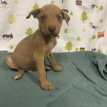 A614390 -  German Shepherd Dog Dog for Adoption in Modesto, California - A614390 | PetCurious