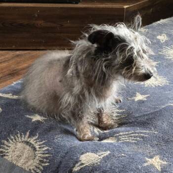 Rat Terrier and Chihuahua Dogs Available for Adoption - Emmitt D11035 | PetCurious