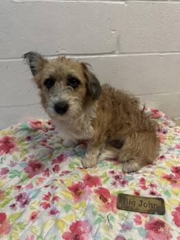 Big John -  Yorkshire Terrier and Corgi Dog for Adoption in Russellville, Kentucky - Big John | PetCurious