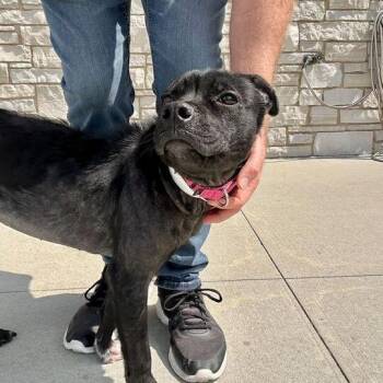 Breezie -  Mixed Breed Dog for Adoption in Matteson, Illinois - Breezie | PetCurious