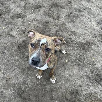 Mixed Breed Dogs Available for Adoption in Newark, New Jersey - Prince | PetCurious