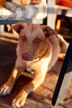 Myla -  Mixed Breed Dog for Adoption in Duluth, Minnesota - Myla | PetCurious
