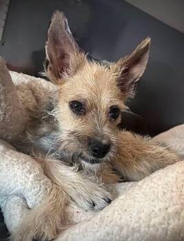Rogue -  Terrier Dog for Adoption in San Tan Valley, Arizona - Rogue | PetCurious