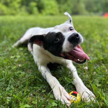 Weasel -  Mixed Breed Dog for Adoption in Spruce Pine, North Carolina - Weasel | PetCurious