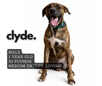 Mixed Breed Dogs Available for Adoption in Ashland, Kentucky - Clyde | PetCurious