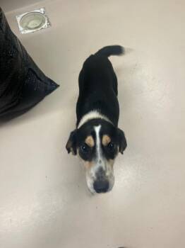 Liam -  Beagle Dog for Adoption in Mineral, Virginia - Liam | PetCurious