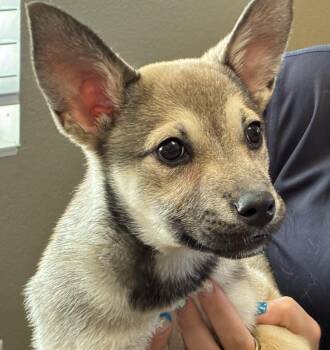 Siberian Husky Dogs Available for Adoption in Greeley, Colorado - Liz | PetCurious