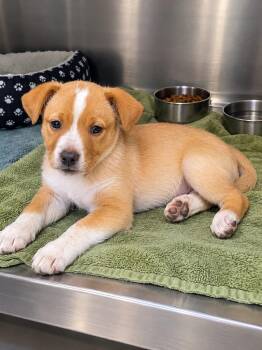 Buck -  Cattle Dog and Carolina Dog Dog for Adoption in Murray, Kentucky - Buck | PetCurious