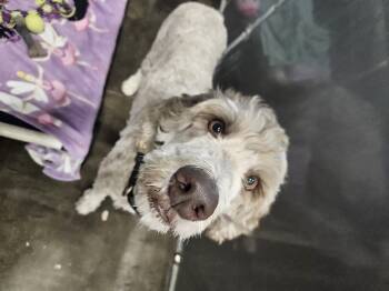 Lady Bird -  Bernedoodle Dog for Adoption in Kalamazoo, Michigan - Lady Bird | PetCurious