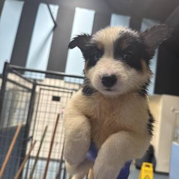 Hamda -  Shepherd Dog for Adoption in Edinburg, Texas - Hamda | PetCurious