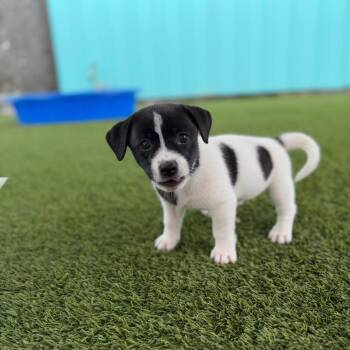 Cardia 4058 -  Mixed Breed Dog for Adoption in Loxahatchee Groves, Florida - Cardia 4058 | PetCurious