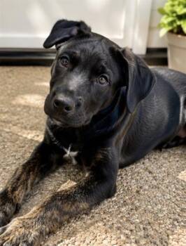 PO-TAY-TO -  German Shepherd Dog and Australian Shepherd Dog for Adoption in Riverside, California - PO-TAY-TO | PetCurious
