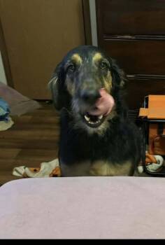 Molly Doo -  Labradoodle Dog for Adoption in Aurora, Indiana - Molly Doo | PetCurious