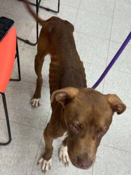 Big Mac -  Pit Bull Terrier Dog for Adoption in Sorrento, Louisiana - Big Mac | PetCurious