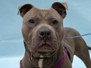 Blue -  Pit Bull Terrier and Mixed Breed Dog for Adoption in Minneapolis, Minnesota - Blue | PetCurious