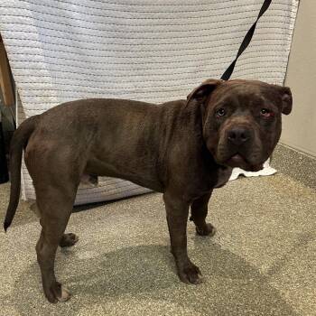 IVHS-Stray-142460 -  Pit Bull Terrier Dog for Adoption in San Gabriel, California - IVHS-Stray-142460 | PetCurious