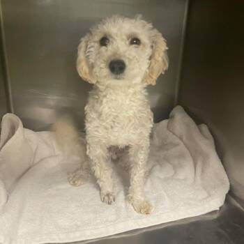 Poodle Dogs Available for Adoption in Spokane, Washington - Joey | PetCurious