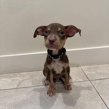 Tom Chews -  Mixed Breed Dog for Adoption in Las Vegas, Nevada - Tom Chews | PetCurious