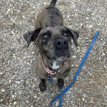 Presley -  Mixed Breed Dog for Adoption in Auburn, Alabama - Presley | PetCurious