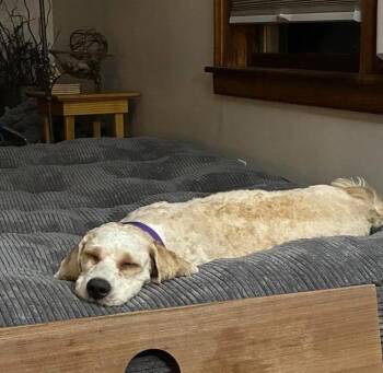 Scrappy -  Miniature Poodle and English Springer Spaniel Dog for Adoption in Rochester, New York - Scrappy | PetCurious