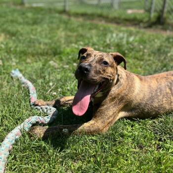 Splinter -  Pit Bull Terrier Dog for Adoption in Benton Harbor, Michigan - Splinter | PetCurious