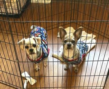 Radar -  Chihuahua and Shih Tzu Dog for Adoption in Wheaton, Illinois - Radar | PetCurious