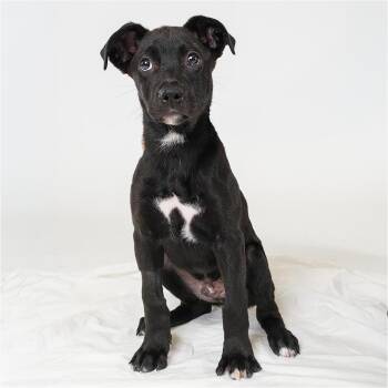 August -  Mixed Breed Dog for Adoption in Palm Springs, California - August | PetCurious