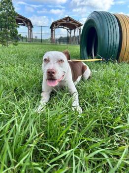 HALO -  American Bulldog Dog for Adoption in Winter Haven, Florida - HALO | PetCurious