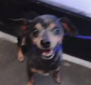Chihuahua Dogs Available for Adoption in Tulsa, Oklahoma - DEAN | PetCurious