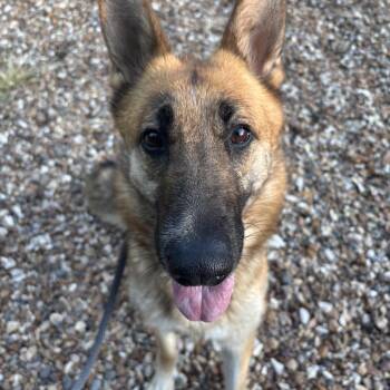 Meekah -  German Shepherd Dog Dog for Adoption in Saint Charles, Missouri - Meekah | PetCurious