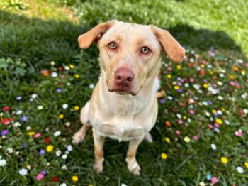 Kiara -  Labrador Retriever and Husky Dog for Adoption in Sebastian, Florida - Kiara | PetCurious