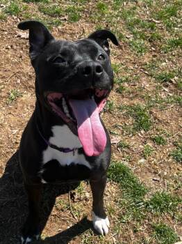 Terrier Dogs Available for Adoption - Kimba | PetCurious