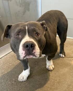 Baxter -  American Bully Dog for Adoption in Cleveland, Ohio - Baxter | PetCurious