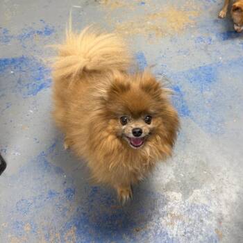 Pomeranian Dogs Available for Adoption - Mikey | PetCurious