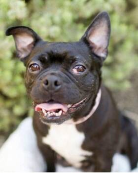 French Bulldog and Boston Terrier Dogs Available for Adoption - Bebe | PetCurious