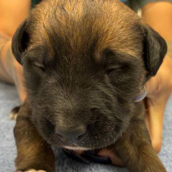 Mixed Breed Dogs Available for Adoption - Macbeth | PetCurious