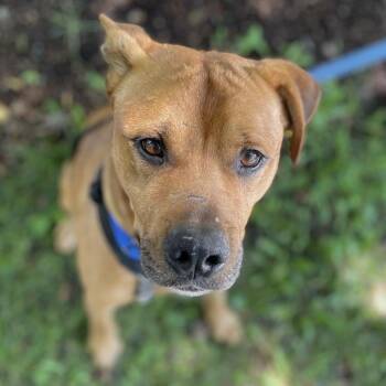 Waylon -  Mixed Breed Dog for Adoption in South Burlington, Vermont - Waylon | PetCurious