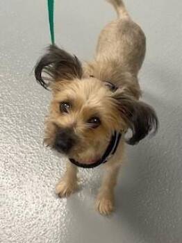 Yorkshire Terrier and Mixed Breed Dogs Available for Adoption in St. Cloud, Florida - PRICELESS | PetCurious