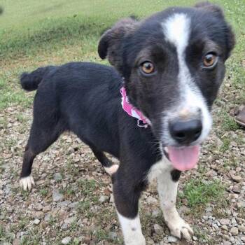 Border Collie Dogs Available for Adoption in Parker, Colorado - Taffy | PetCurious