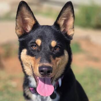 Rowdy -  Mixed Breed Dog for Adoption in Midland, Texas - Rowdy | PetCurious