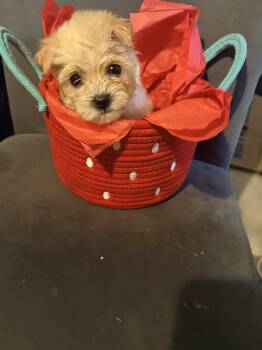 Puppies  -  Dog for Sale in Baltimore, Maryland - Puppies  | PetCurious