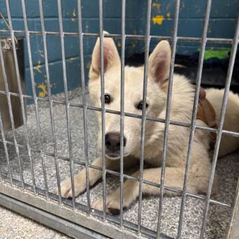 Husky Dogs Available for Adoption in Taos, New Mexico - Bolt | PetCurious