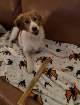 Lola -  Australian Shepherd and Shetland Sheepdog Sheltie Dog for Adoption in Columbus, Indiana - Lola | PetCurious