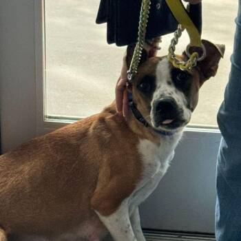 Molly -  Labrador Retriever and Cattle Dog Dog for Adoption in Kingman, Arizona - Molly | PetCurious