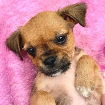 Rat Terrier and Mixed Breed Dogs Available for Adoption in Austin, Texas - Snickers | PetCurious