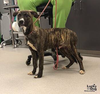 Javier -  Shepherd Dog for Adoption in Washington, District Of Columbia - Javier | PetCurious