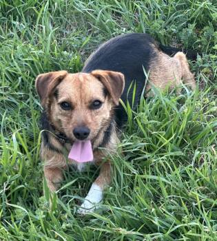 Jack Russell Terrier Dogs Available for Adoption - Amber | PetCurious