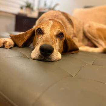 Reggie -  Coonhound and Mixed Breed Dog for Adoption in Falls Church, Virginia - Reggie | PetCurious