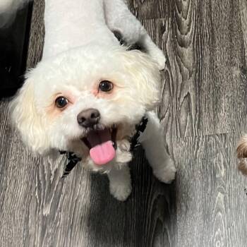 Charlie Bear -  Maltipoo Dog for Adoption in Houston, Texas - Charlie Bear | PetCurious