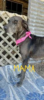 Rescue Great Dane and Black Labrador Retriever Dogs for Adoption in Mathis, Texas - Buster | PetCurious